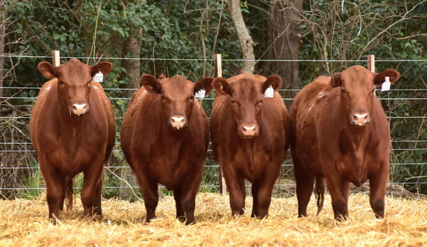 Lote VAQUILLONAS ANGUS PC OTOÑO