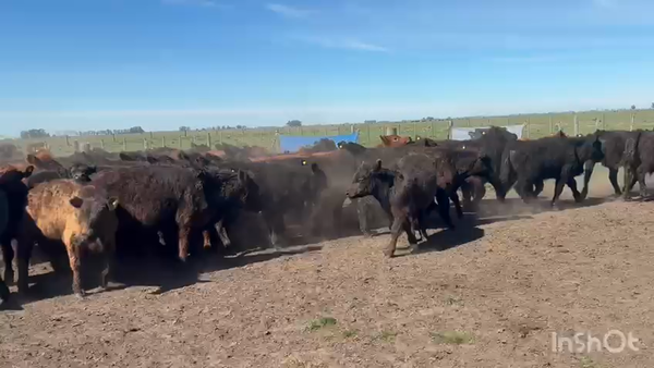 Lote 60 Terneros