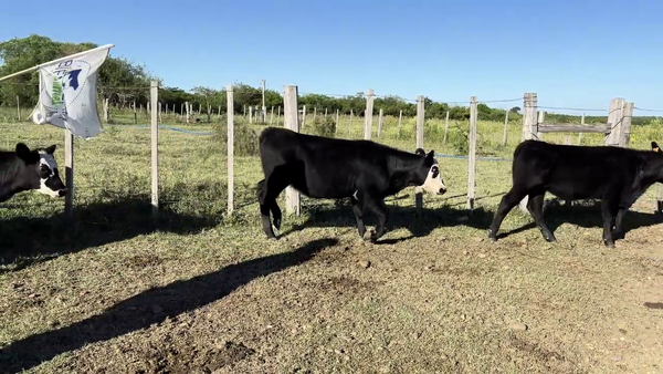 Lote TERNERAS