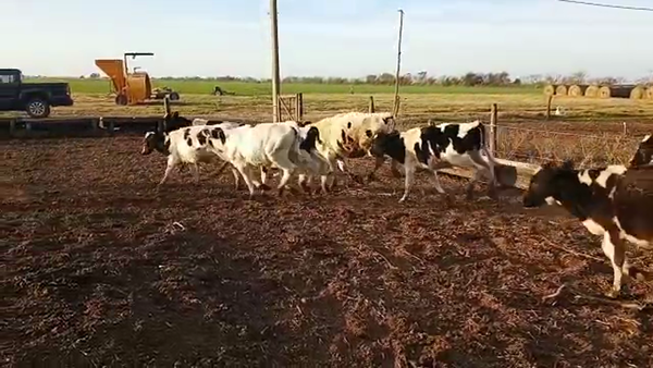 Lote 20 Terneros Holando Argentino en Brinkmann, Córdoba
