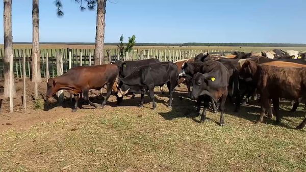 Lote 80 Novillos en Ituzaingó, Corrientes