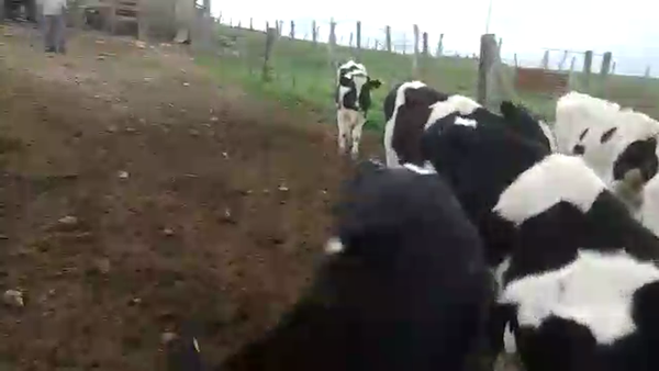 Lote 10 terneros holando