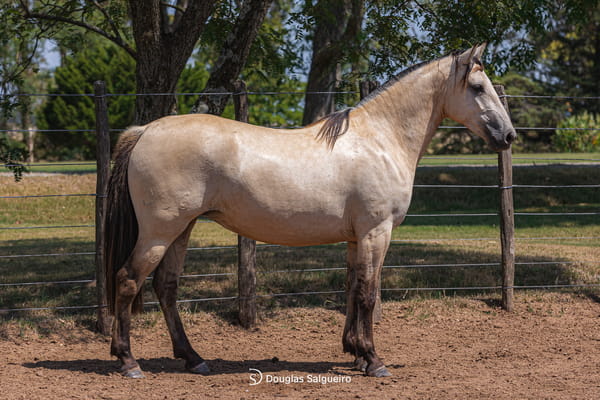 Lote OFERTA BUENA DE LA COLINA