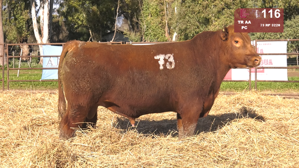 Lote TOROS ANGUS COLORADOS  PC