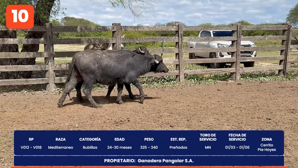 Lote LOTE 10