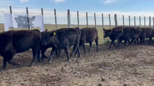 Lote 65 Terneras en Dolores, Buenos Aires