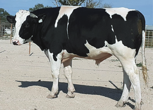 Lote LEGENDARY X JOSUPER X DOBERMAN X MANAGER