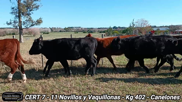 Lote 11 Novillos y vaquillonas 1 a 2 años en Canelones