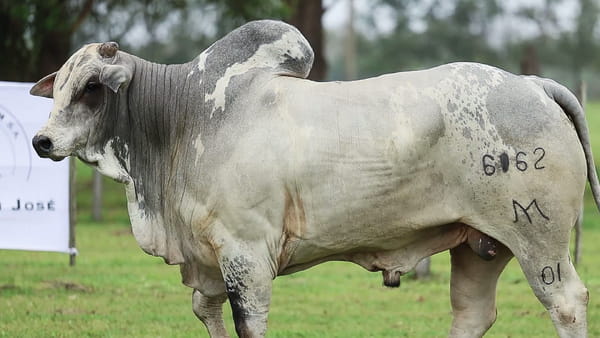 Lote LOTE 24