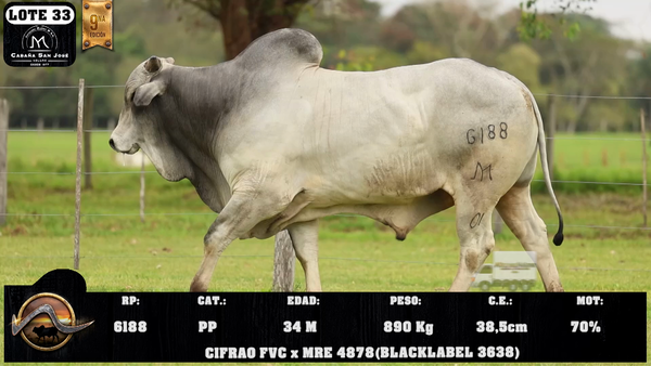 Lote LOTE 33
