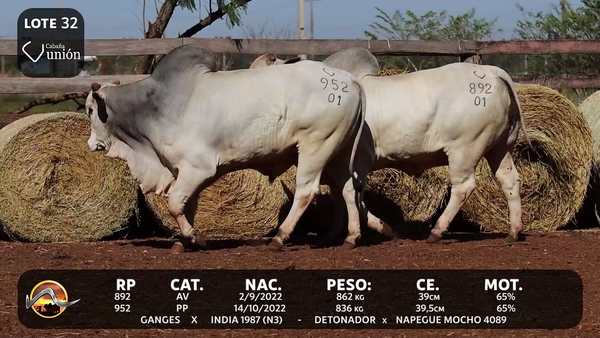 Lote LOTE 32