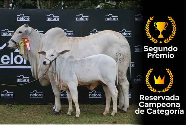 Lote Nelore a Bozal Expo Internacional 2022 RP 1751- Lote 12