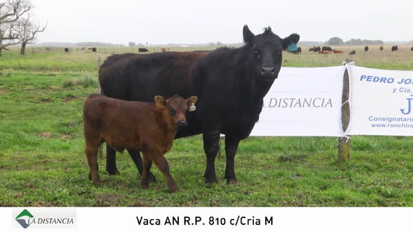 Lote Vaca con Cria
