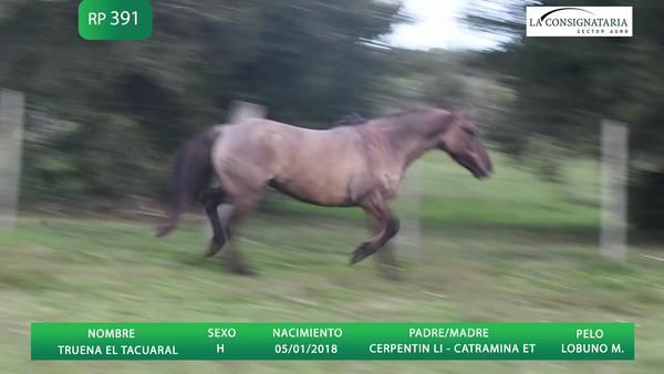 Lote TRUENA EL TACUARAL