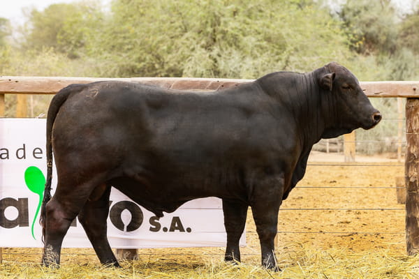 Lote LOTE 66