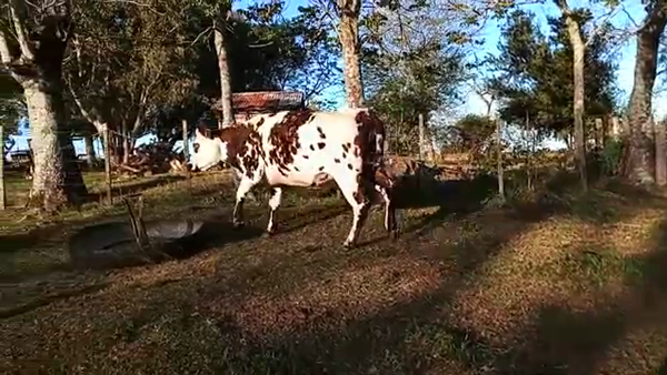 Lote Vacas de Invernada NORMANDO 430kg - , San José