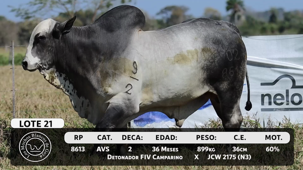Lote LOTE 21