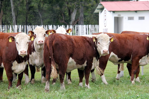 Lote VAQUILLONAS PREÑADAS PR POLLED HEREFORD -PARICION OTOÑO 2022-