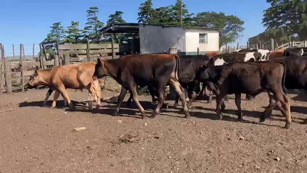 Lote 71 Terneros en Tandil, Buenos Aires