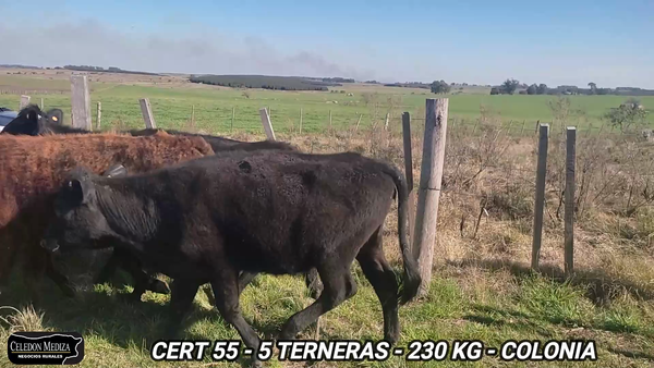 Lote 4 Terneras en Colonia