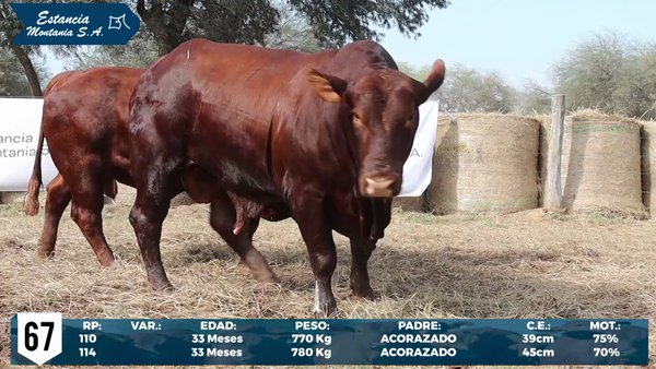Lote LOTE 67
