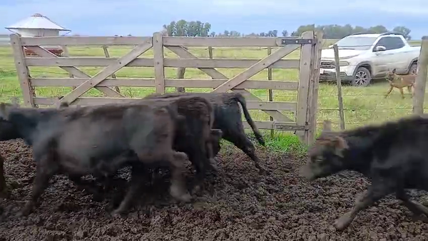 Lote 50 Terneras en Las Flores