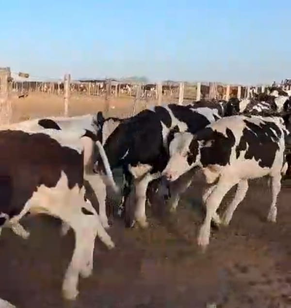 Lote 70 Terneros en Buenos Aires