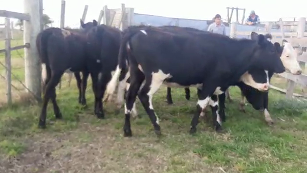 Lote 6 Vaquillonas 1 a 2 años CRUZAS 290kg - , San José