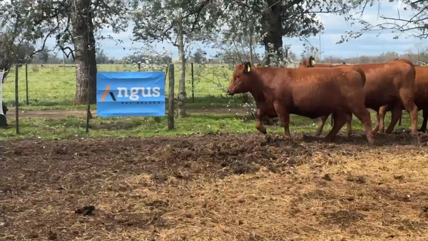 Lote 8 Vaquillonas PC preñadas