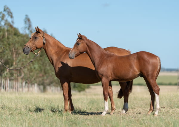 Lote Averías La Rubia