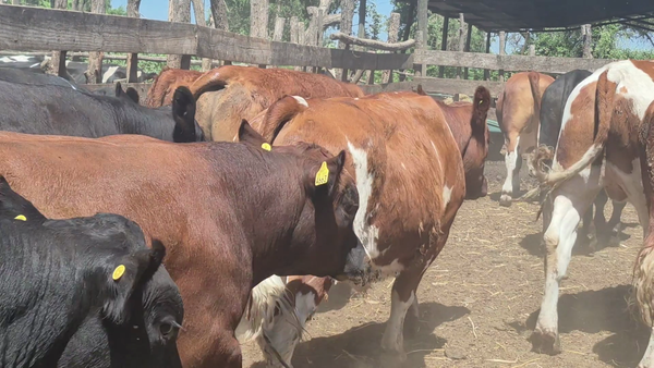 Lote 45 Novillo Gordo en Yerbas Buenas, VII  Región Maule