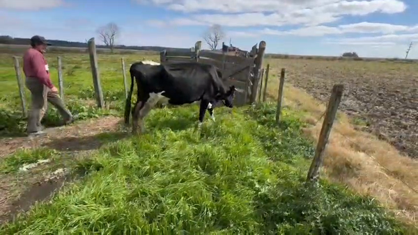 Lote Vaca 450kg - , San José