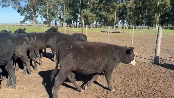 Lote 70 Terneras en Azul