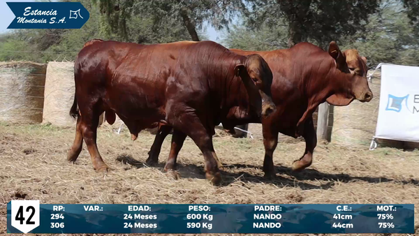 Lote LOTE 42