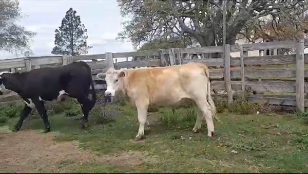 Lote (Vendido)2 Novillos 470kg -  en AGRACIADA