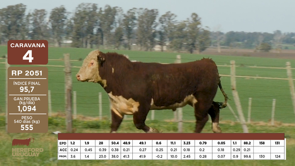 Lote Caravana 4 "Rubio Zabalegui Hnos"