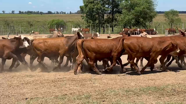 Lote 75 Novillos en Virasoro, Corrientes