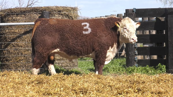 3 -  41162 — TOROS P. HEREFORD PURO REGISTRADO