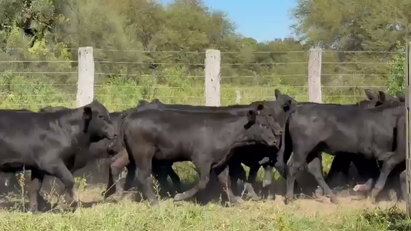 Lote 100 Terneros/as en Chaco, Quitilipi