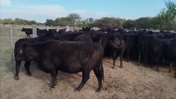 Lote 90 vacas preñadas
