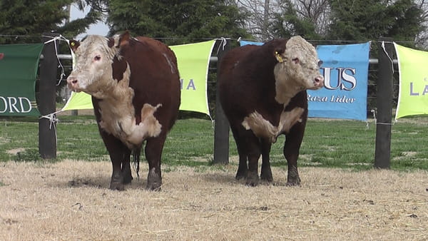 Lote TOROS P. HEREFORD PR