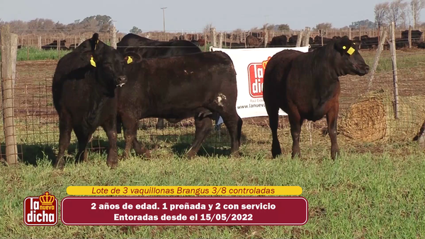 Lote VAQUILLONAS BRANGUS CABAÑA LA NUEVA DICHA