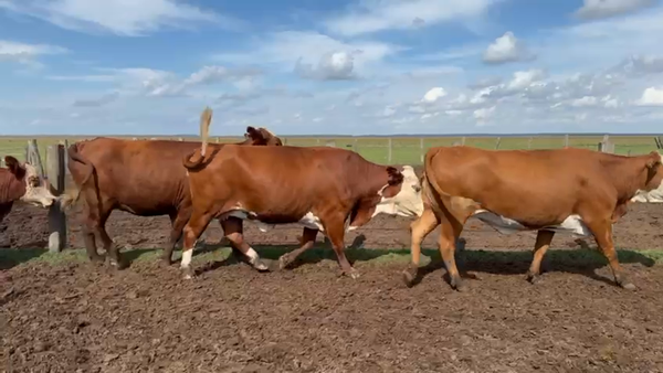 Lote 25 Vacas nuevas C/ gtia de preñez en Corrientes, Tapebicuá