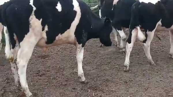 Lote 7 Terneros HOLANDO 170kg - , San José