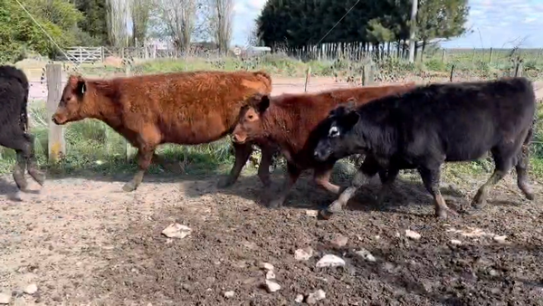 Lote 55 Novillitos