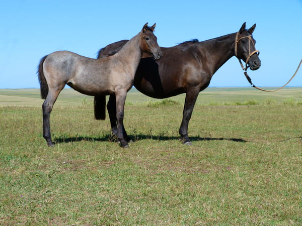 Lote Calera Brasilera