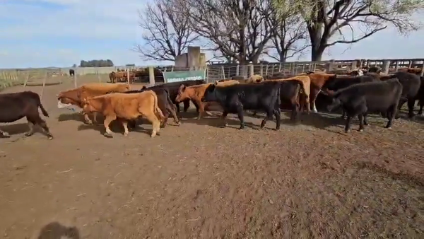 Lote 97 Terneras EN GRAL LAMADRID