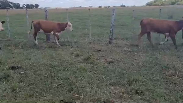 Lote 75 Terneros/as en Concepción, Corrientes