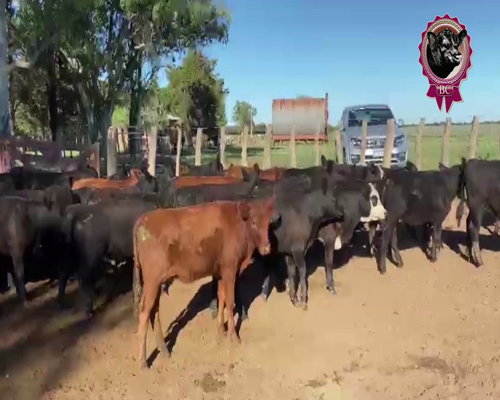 Lote 25 Terneros/as de 190 Kg