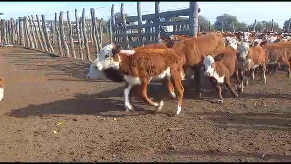Lote 210 Terneras en La Paz, Entre Ríos